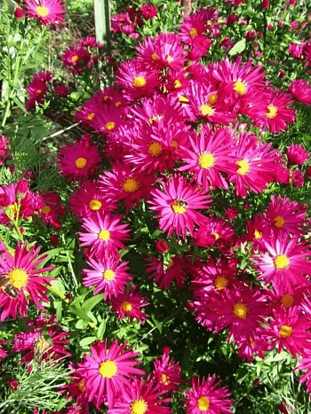 Астра ново-бельгийская Crimson Brocade