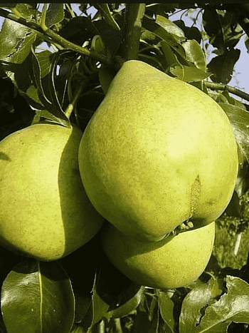 Груша Просто Мария