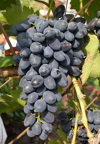 Виноград плодовый Надежда АЗОС