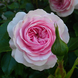 Роза парковая Лариса