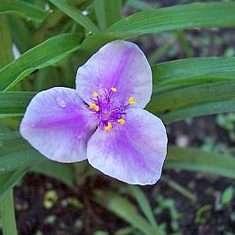 Традесканция Андерсона Билберри Айс