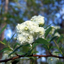 Спирея кантонская Ланциата
