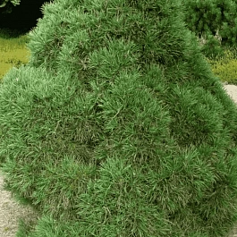 Сосна обыкновенная Globosa viridis