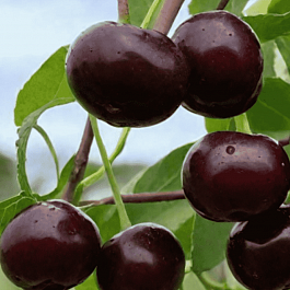 Вишня Владимирская