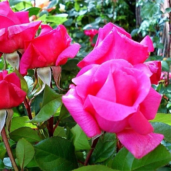 Роза плетистая Клайминг Критерион