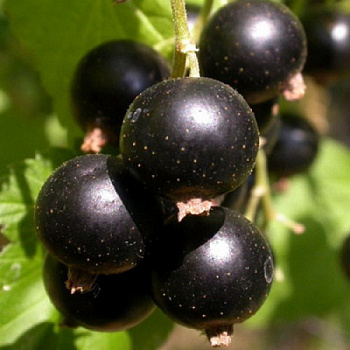 Смородина черная Подарок Кузиору Смородина черная Подарок Кузиору