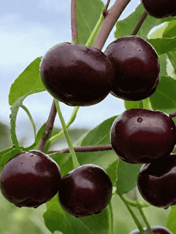 Вишня Владимирская