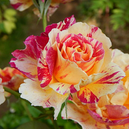 Роза флорибунда Камилла Писаро Роза флорибунда Камилла Писаро