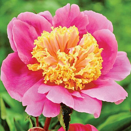 Пион травянистый Дорин