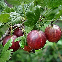 Крыжовник Спайнфри