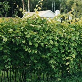 Виноград японский Грин Вондер Виноград японский Грин Вондер