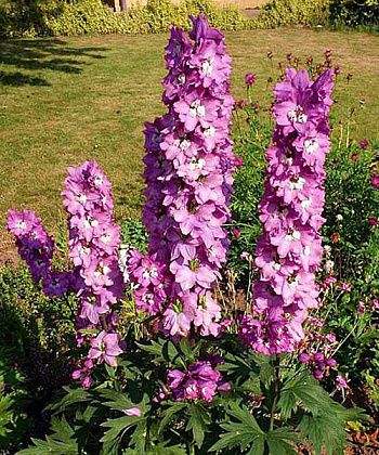 Дельфиниум гибридный Мэджик Фонтейн Лилак Пинк Вайт Би