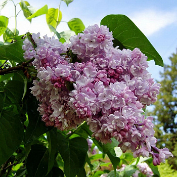 Сирень обыкновенная Бель де Нанси