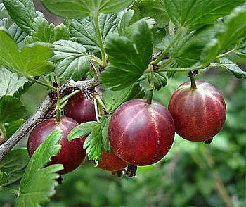 Крыжовник Спайнфри