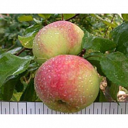 Яблоня Осенняя радость Мичуринска