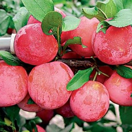 Слива Скороспелка красная