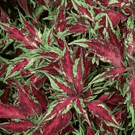 Колеус гибридный Flame Thrower Chili Pepper