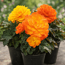 Бегония клубневая Nonstop Flame 