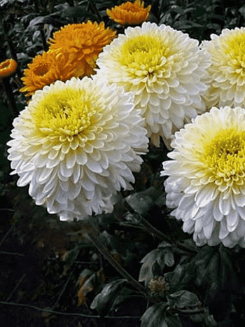 Хризантема  Margaret White