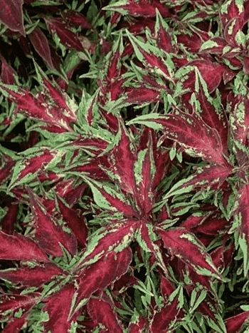 Колеус гибридный Flame Thrower Chili Pepper