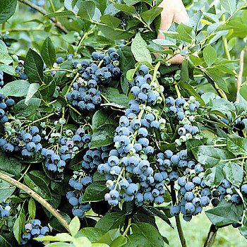 Голубика высокорослая Чандлер