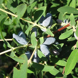 Жимолость съедобная Кувшиновидная