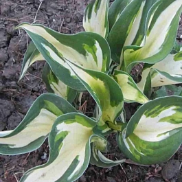 Хоста Paul Revere