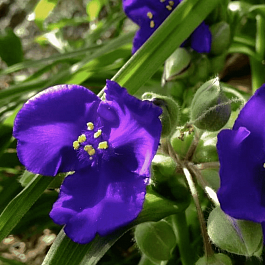 Традесканция Арендса Leonora