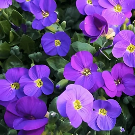 Аубриета Kitty Blue