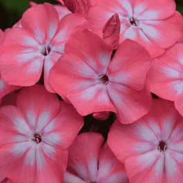 Флокс метельчатый Клементина