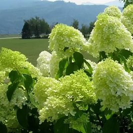 Гортензия метельчатая Limelight