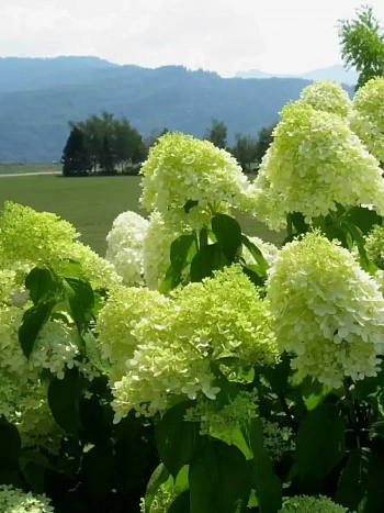 Гортензия метельчатая Limelight