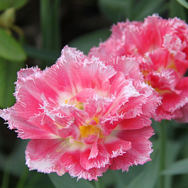 Тюльпан Кул Кристал