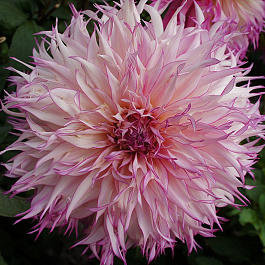 Георгина Кактусовая Снохо Диана