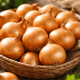 Лук-севок Коррадо