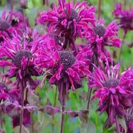 Монарда гибридная Melua Burgundy