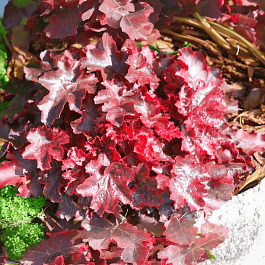 Гейхера Rex Fire