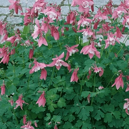 Аквилегия голубая Biedermeier