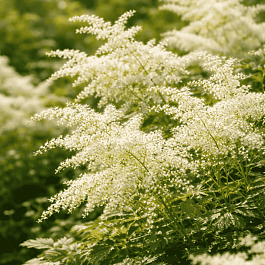 Астильба простолистная White Sensation