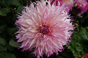 Георгина Кактусовая Снохо Диана