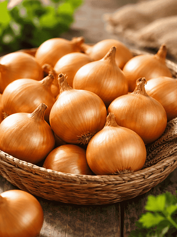 Лук-севок Коррадо