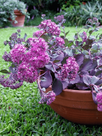 Очиток гибридный Bertram Anderson