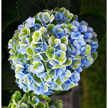 Гортензия крупнолистовая Мэджикал Революшн Гортензия крупнолистовая Мэджикал Революшн