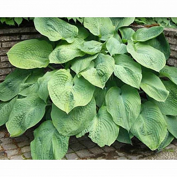 Хоста гибридная Джурассик Парк