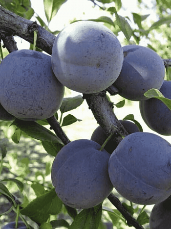 Слива Ренклод советский