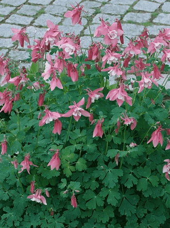 Аквилегия голубая Biedermeier