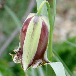 Рябчик Акмопетала