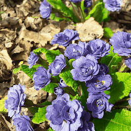 Примула махровая Vintage