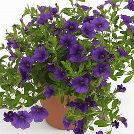Калибрахоа  Cabaret dark blue (кашпо)