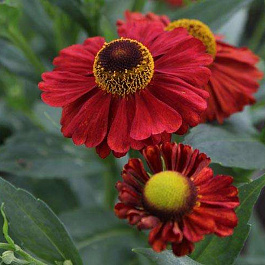 Гелениум осенний Рубинцверг